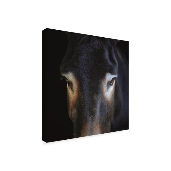 Trademark Fine Art Christine Sainte-Laudy 'Look at Me' Canvas Art, 35x35 - CSL00047-C3535GG