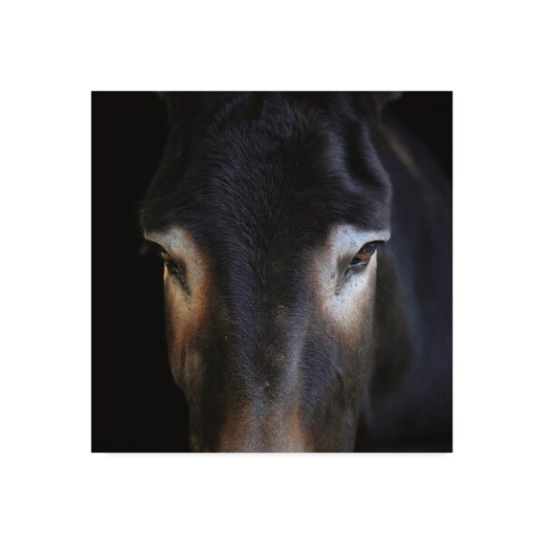 Trademark Fine Art Christine Sainte-Laudy 'Look at Me' Canvas Art, 35x35 - CSL00047-C3535GG