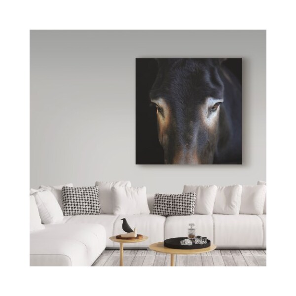 Trademark Fine Art Christine Sainte-Laudy 'Look at Me' Canvas Art, 35x35 - CSL00047-C3535GG