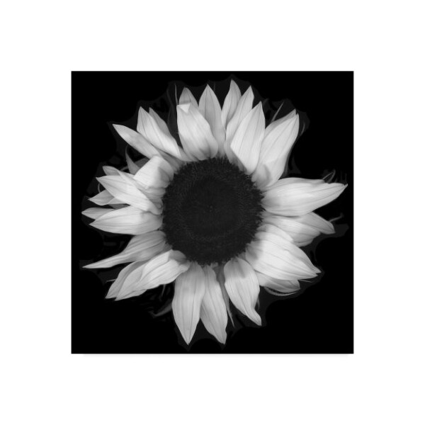 Trademark Fine Art Susan S. Barmon 'Sunflower 1 Black And White' Canvas Art, 35x35 - ALI34314-C3535GG