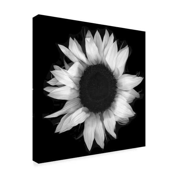 Trademark Fine Art Susan S. Barmon 'Sunflower 1 Black And White' Canvas Art, 35x35 - ALI34314-C3535GG