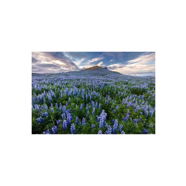 Trademark Fine Art Pierre Leclerc 'Volcano Lupines' Canvas Art, 12x19 - PL00526-C1219GG