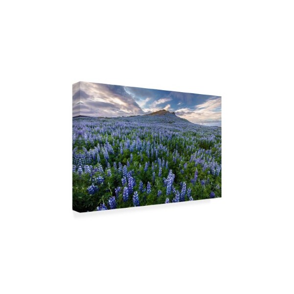 Trademark Fine Art Pierre Leclerc 'Volcano Lupines' Canvas Art, 12x19 - PL00526-C1219GG