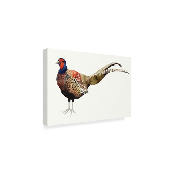 Trademark Fine Art Grace Popp 'Watercolor Pheasant Ii' Canvas Art, 30x47 - WAG04826-C3047GG