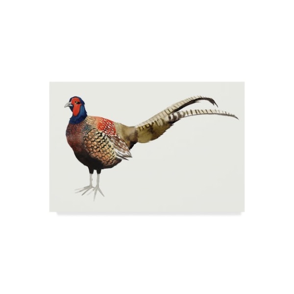 Trademark Fine Art Grace Popp 'Watercolor Pheasant Ii' Canvas Art, 30x47 - WAG04826-C3047GG