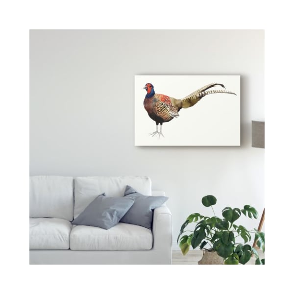 Trademark Fine Art Grace Popp 'Watercolor Pheasant Ii' Canvas Art, 30x47 - WAG04826-C3047GG