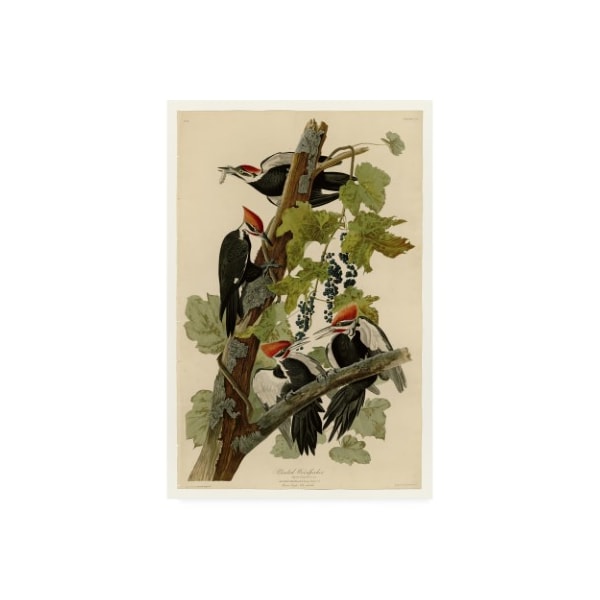 Trademark Fine Art John James Audubon 'Pileated Woodpeckers' Canvas Art, 12x19 - BL01290-C1219GG