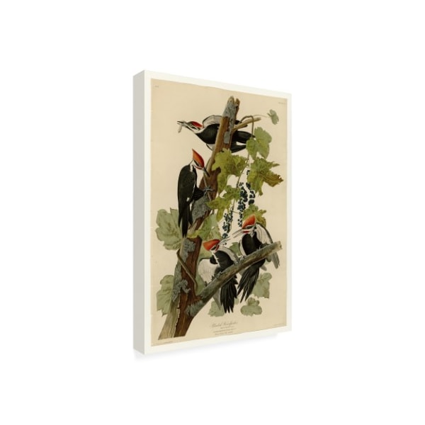 Trademark Fine Art John James Audubon 'Pileated Woodpeckers' Canvas Art, 12x19 - BL01290-C1219GG