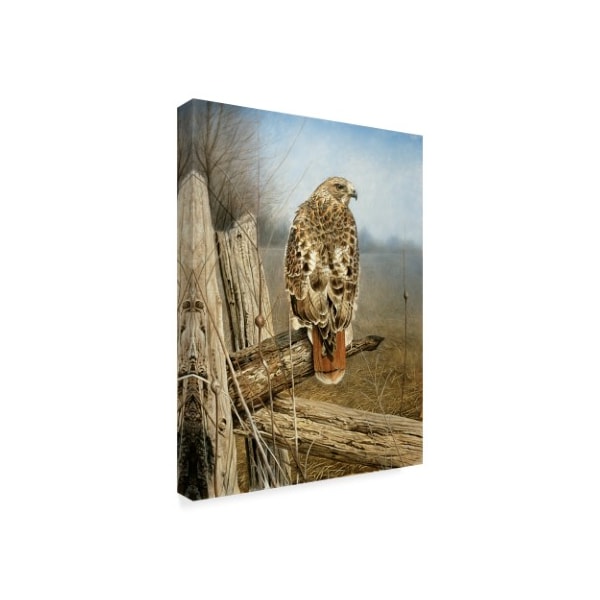 Trademark Fine Art Rusty Frentner 'Red Tailed Hawk' Canvas Art, 14x19 - ALI33210-C1419GG
