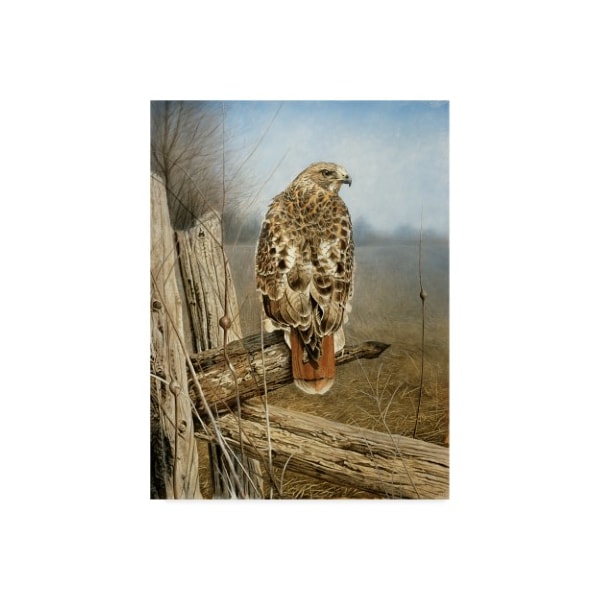 Trademark Fine Art Rusty Frentner 'Red Tailed Hawk' Canvas Art, 14x19 - ALI33210-C1419GG