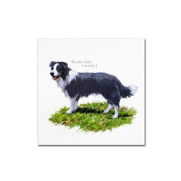 Trademark Fine Art The Macneil Studio 'Border Collie' Canvas Art, 35x35 - ALI8649-C3535GG