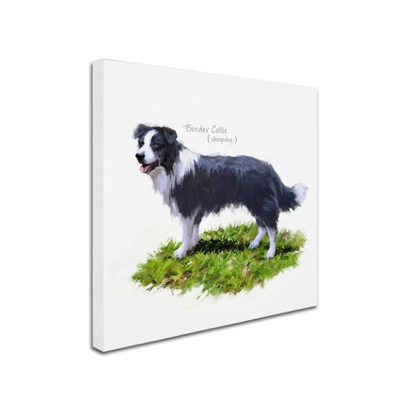 Trademark Fine Art The Macneil Studio 'Border Collie' Canvas Art, 35x35 - ALI8649-C3535GG