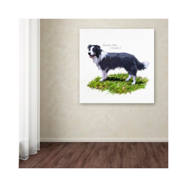 Trademark Fine Art The Macneil Studio 'Border Collie' Canvas Art, 35x35 - ALI8649-C3535GG