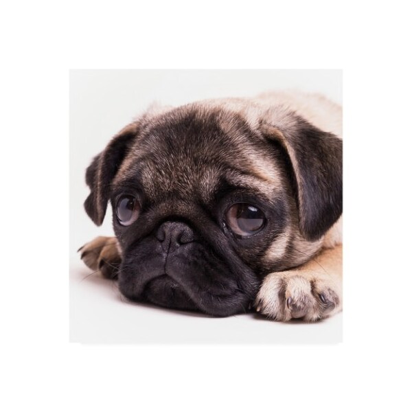Trademark Fine Art Edward M. Fielding 'Sad Sack Pug' Canvas Art, 18x18 - IC00559-C1818GG