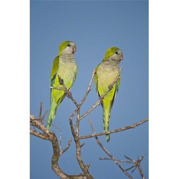Rlm Distribution Pair of Monk parakeets perching on a branch  Three Brothers River  Meeting of Waters State Park  Pantanal Wetlands  Brazil Poster Print by  - 16 x 24 - HO217600