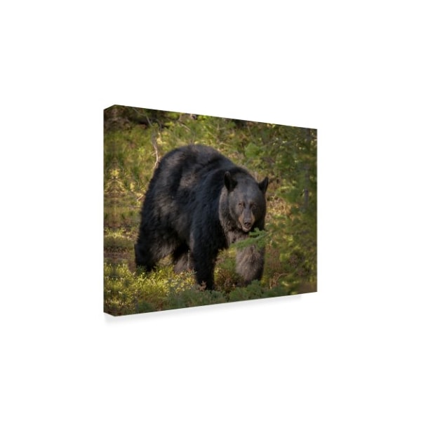 Trademark Fine Art Galloimages Online 'Black Bear Sow' Canvas Art, 14x19 - ALI34896-C1419GG