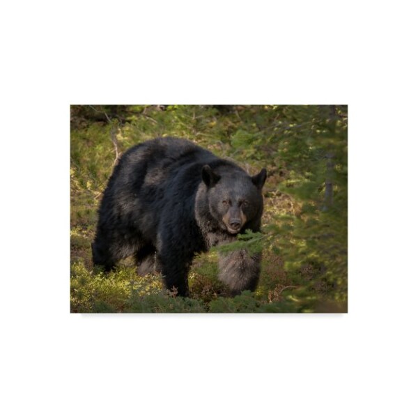 Trademark Fine Art Galloimages Online 'Black Bear Sow' Canvas Art, 14x19 - ALI34896-C1419GG