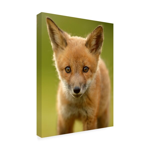 Trademark Fine Art Assaf Gavra 'Red Fox Cub' Canvas Art, 35x47 - 1X09569-C3547GG