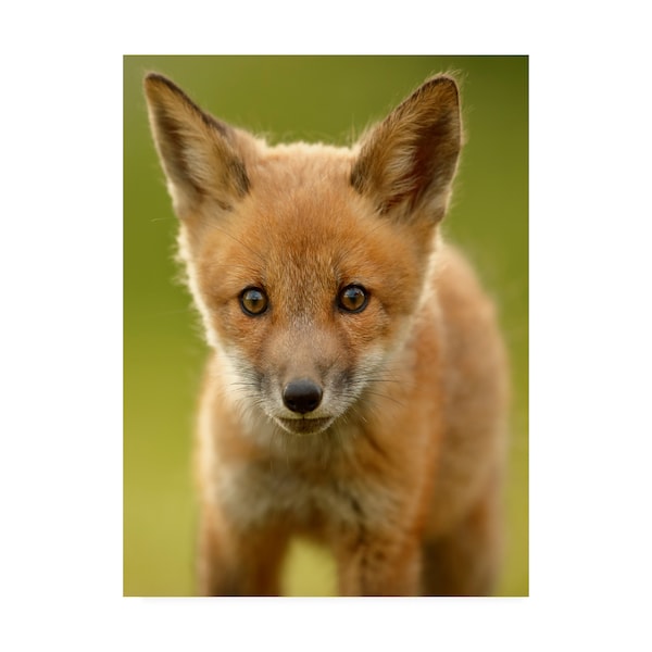 Trademark Fine Art Assaf Gavra 'Red Fox Cub' Canvas Art, 35x47 - 1X09569-C3547GG