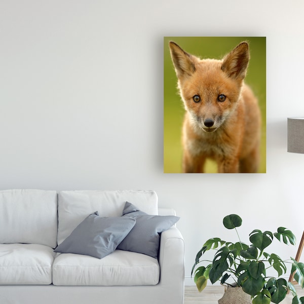 Trademark Fine Art Assaf Gavra 'Red Fox Cub' Canvas Art, 35x47 - 1X09569-C3547GG