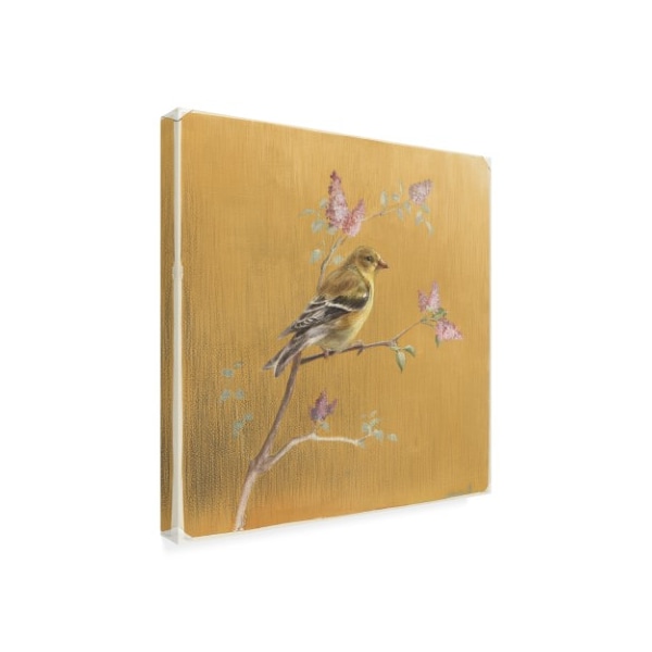 Trademark Fine Art Danhui Nai 'Female Goldfinch On Gold' Canvas Art, 14x14 - WAP10768-C1414GG