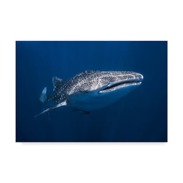 Trademark Fine Art Barathieu Gabriel 'Whale Shark' Canvas Art, 16x24 - 1X07783-C1624GG