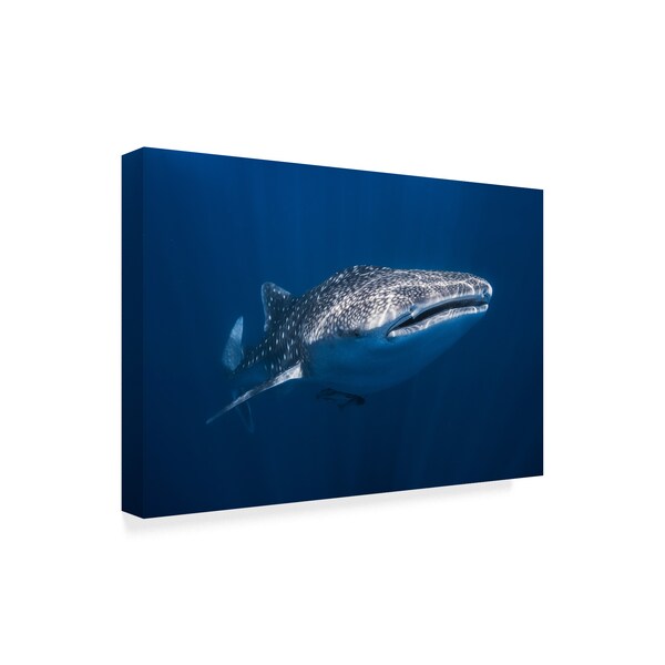 Trademark Fine Art Barathieu Gabriel 'Whale Shark' Canvas Art, 16x24 - 1X07783-C1624GG