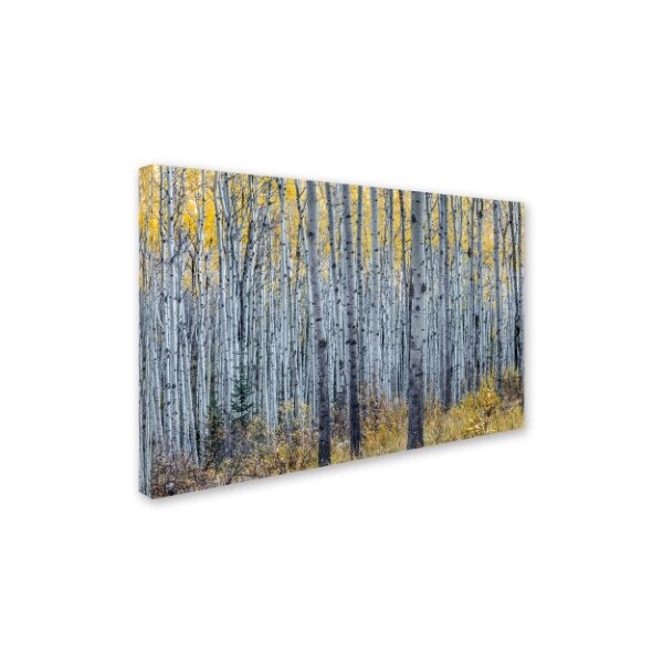 Trademark Fine Art Pierre Leclerc 'Forest of Aspen Trees' Canvas Art, 30x47 - PL0352-C3047GG