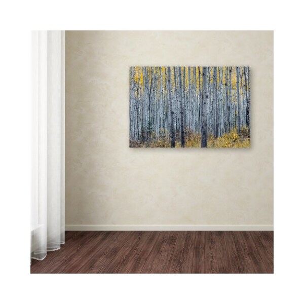 Trademark Fine Art Pierre Leclerc 'Forest of Aspen Trees' Canvas Art, 30x47 - PL0352-C3047GG