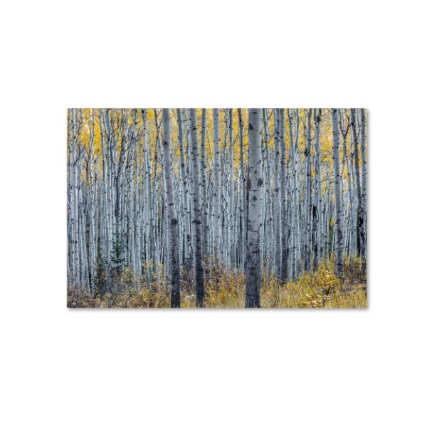 Trademark Fine Art Pierre Leclerc 'Forest of Aspen Trees' Canvas Art, 30x47 - PL0352-C3047GG