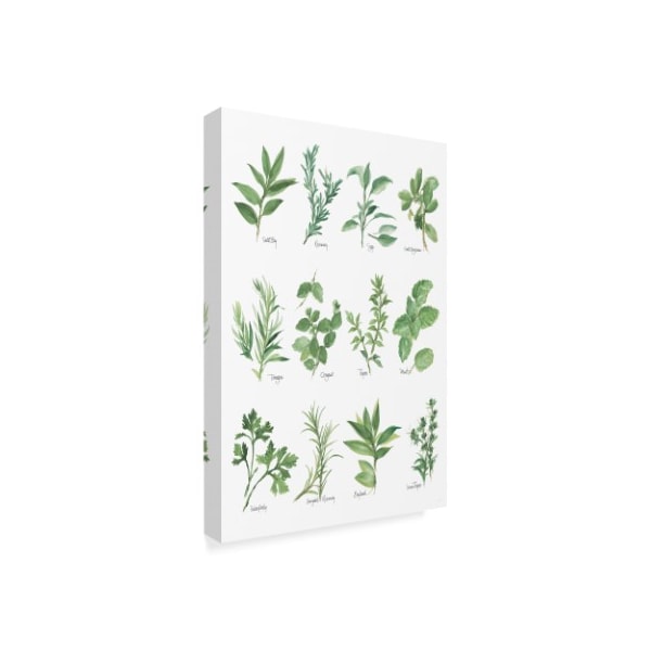 Trademark Fine Art Chris Paschke 'Herb Chart' Canvas Art, 12x19 - WAP05989-C1219GG