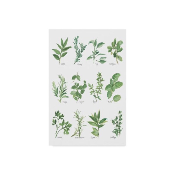 Trademark Fine Art Chris Paschke 'Herb Chart' Canvas Art, 12x19 - WAP05989-C1219GG