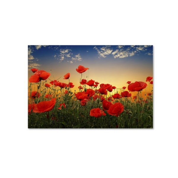 Trademark Fine Art Albena Markova 'Poppies' Canvas Art, 22x32 - 1X02014-C2232GG