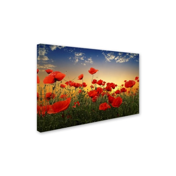 Trademark Fine Art Albena Markova 'Poppies' Canvas Art, 22x32 - 1X02014-C2232GG