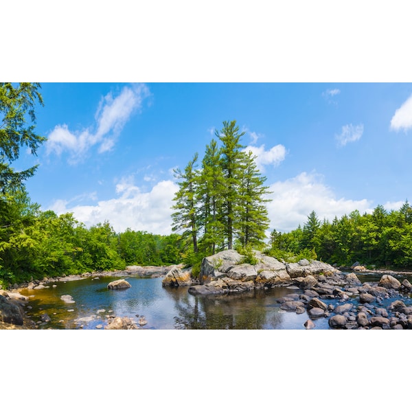 Biggies Scenes Window Well Scenes-Tree, 80 in wide x 40 in high - BG-WW-TRE-80