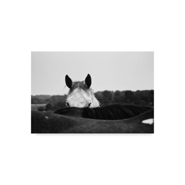 Trademark Fine Art Aledanda 'Flirt White Horse' Canvas Art, 22x32 - WAP04714-C2232GG