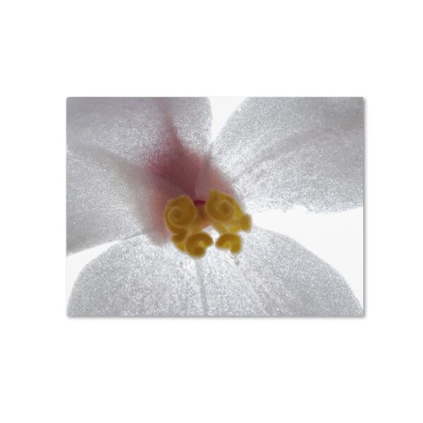 Trademark Fine Art Kurt Shaffer 'Escargo Begonia' Canvas Art, 35x47 - KS511-C3547GG