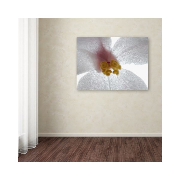 Trademark Fine Art Kurt Shaffer 'Escargo Begonia' Canvas Art, 35x47 - KS511-C3547GG