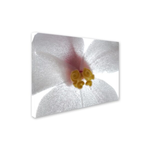 Trademark Fine Art Kurt Shaffer 'Escargo Begonia' Canvas Art, 35x47 - KS511-C3547GG