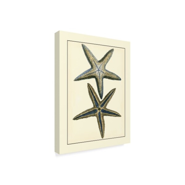 Trademark Fine Art Vision Studio 'Antique Blue Starfish I' Canvas Art, 35x47 - WAG02532-C3547GG