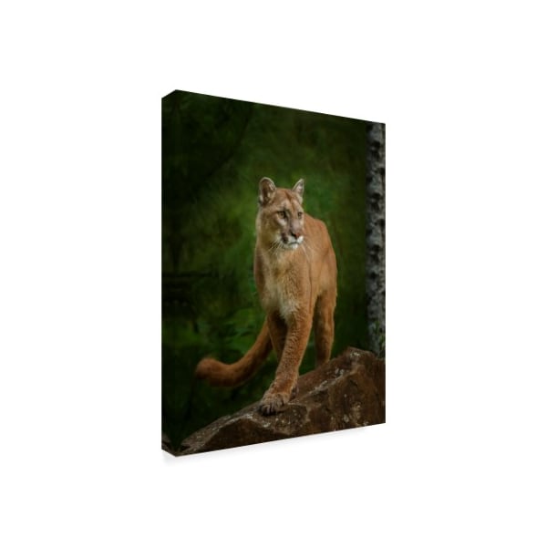 Trademark Fine Art Galloimages Online 'Proud Mountain Lion 2' Canvas Art, 35x47 - ALI35229-C3547GG