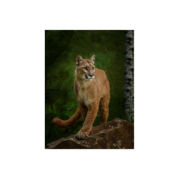 Trademark Fine Art Galloimages Online 'Proud Mountain Lion 2' Canvas Art, 35x47 - ALI35229-C3547GG