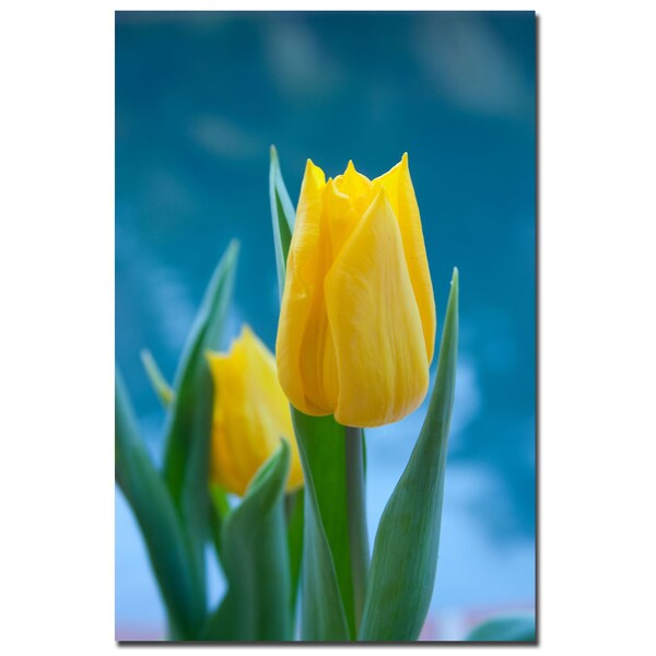Trademark Fine Art Martha Guerra 'Yellow Tulips' Canvas Art, 16x24 - MG0204-C1624GG