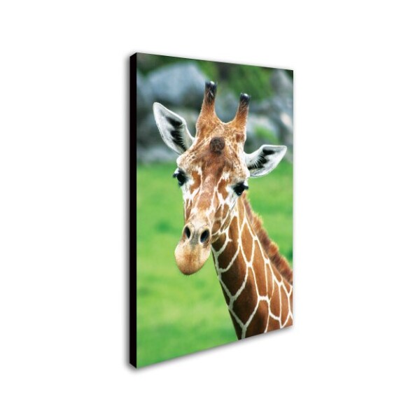 Trademark Fine Art Patty Tuggle 'Giraffe Hello' Canvas Art, 16x24 - PT006-C1624GG
