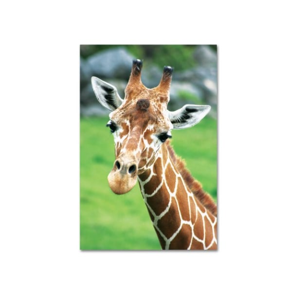 Trademark Fine Art Patty Tuggle 'Giraffe Hello' Canvas Art, 16x24 - PT006-C1624GG