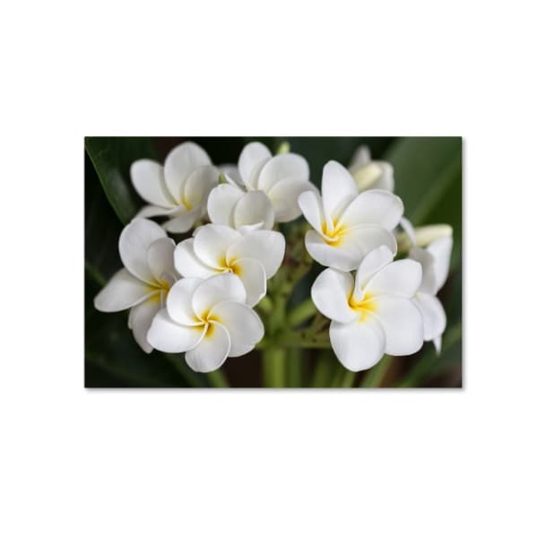 Trademark Fine Art Pierre Leclerc 'Plumeria Flowers' Canvas Art, 30x47 - PL0292-C3047GG