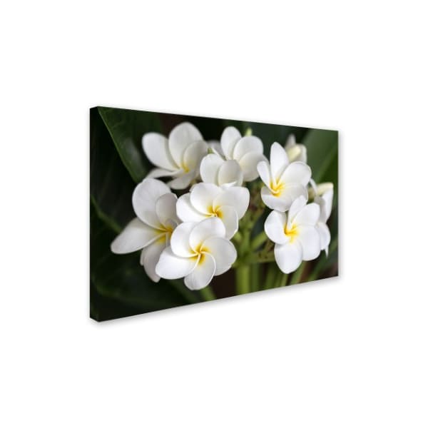 Trademark Fine Art Pierre Leclerc 'Plumeria Flowers' Canvas Art, 30x47 - PL0292-C3047GG