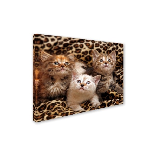 Trademark Fine Art Mike Jones Photo 'Kittens 3' Canvas Art, 35x47 - ALI17777-C3547GG