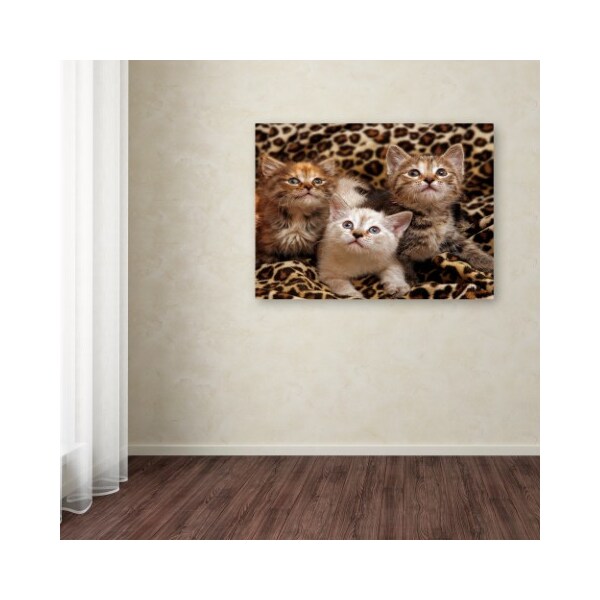 Trademark Fine Art Mike Jones Photo 'Kittens 3' Canvas Art, 35x47 - ALI17777-C3547GG