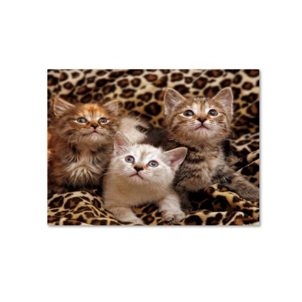 Trademark Fine Art Mike Jones Photo 'Kittens 3' Canvas Art, 35x47 - ALI17777-C3547GG